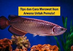 Slot Baru Ikan Arwana Up Berapa Kali Seminggu